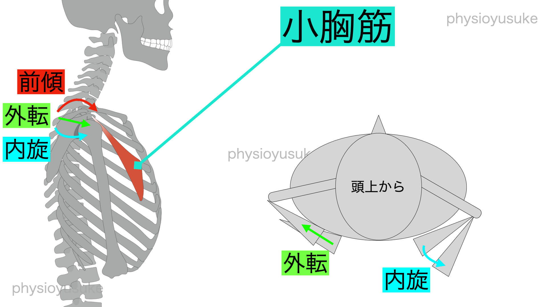 かんたん巻き肩の治し方 原因とたった3つ魔法のストレッチ ユウスケ 筋トレ怪我ゼロプロジェクト Blog