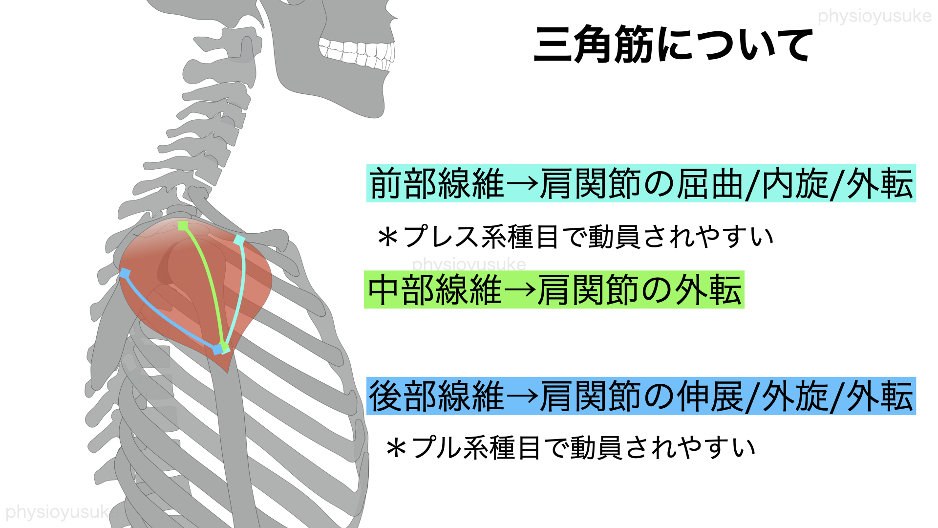 三角筋が発達しない理由 最も大切な１つの修正点 ユウスケ 筋トレ怪我ゼロプロジェクト Blog