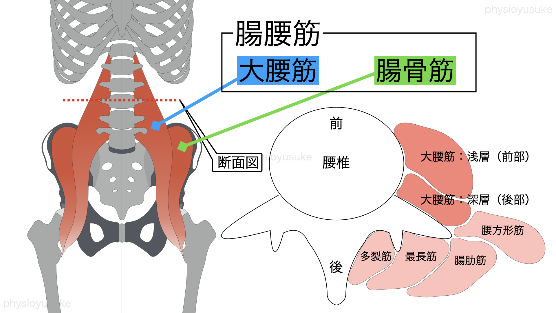 腰のだるさを軽減する 体幹深部筋トレーニング 腸腰筋 腸骨筋と大腰筋 編 ユウスケ 筋トレ怪我ゼロプロジェクト Blog