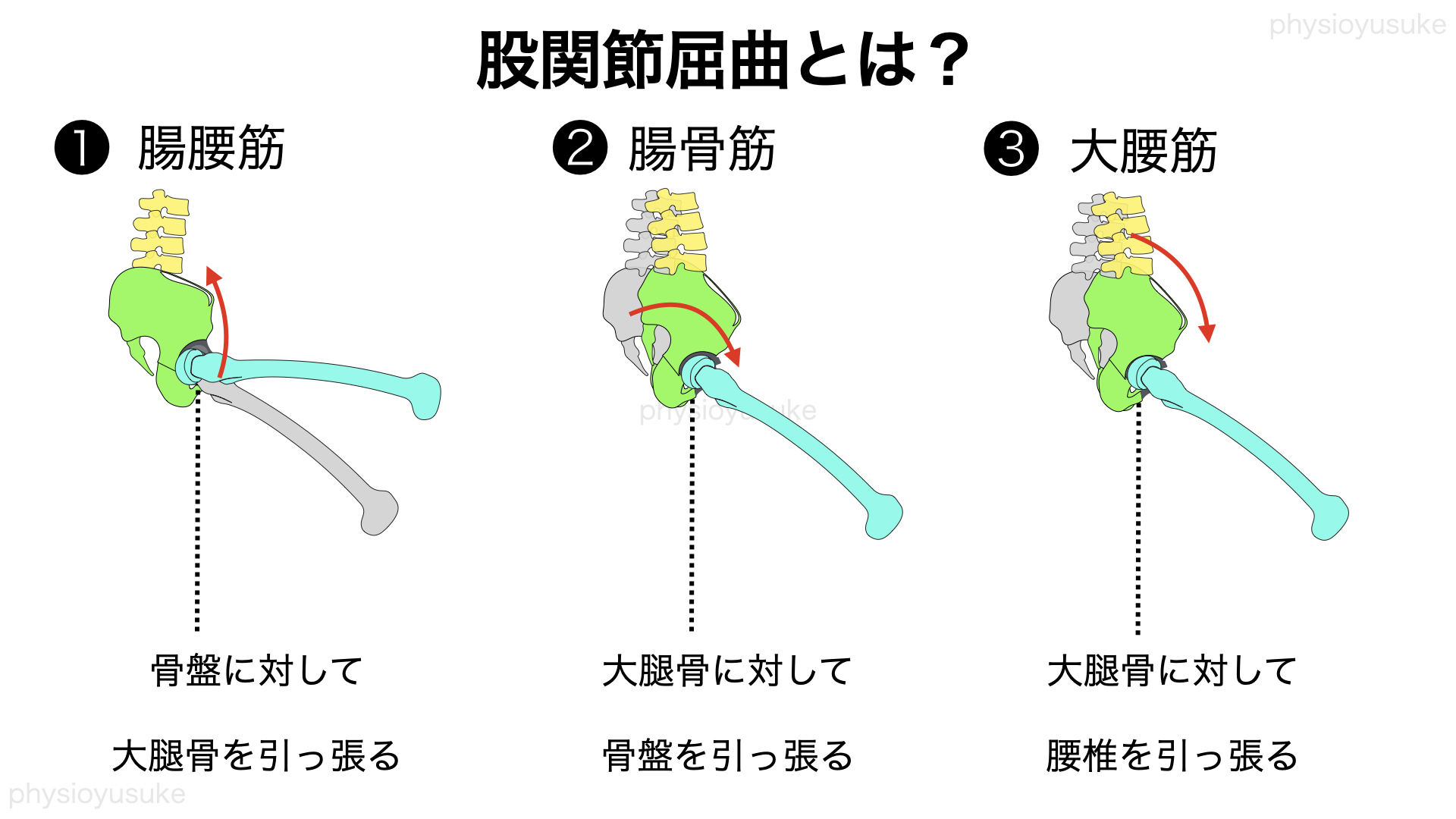 腰のだるさを軽減する 体幹深部筋トレーニング 腸腰筋 腸骨筋と大腰筋 編 ユウスケ 筋トレ怪我ゼロプロジェクト Blog