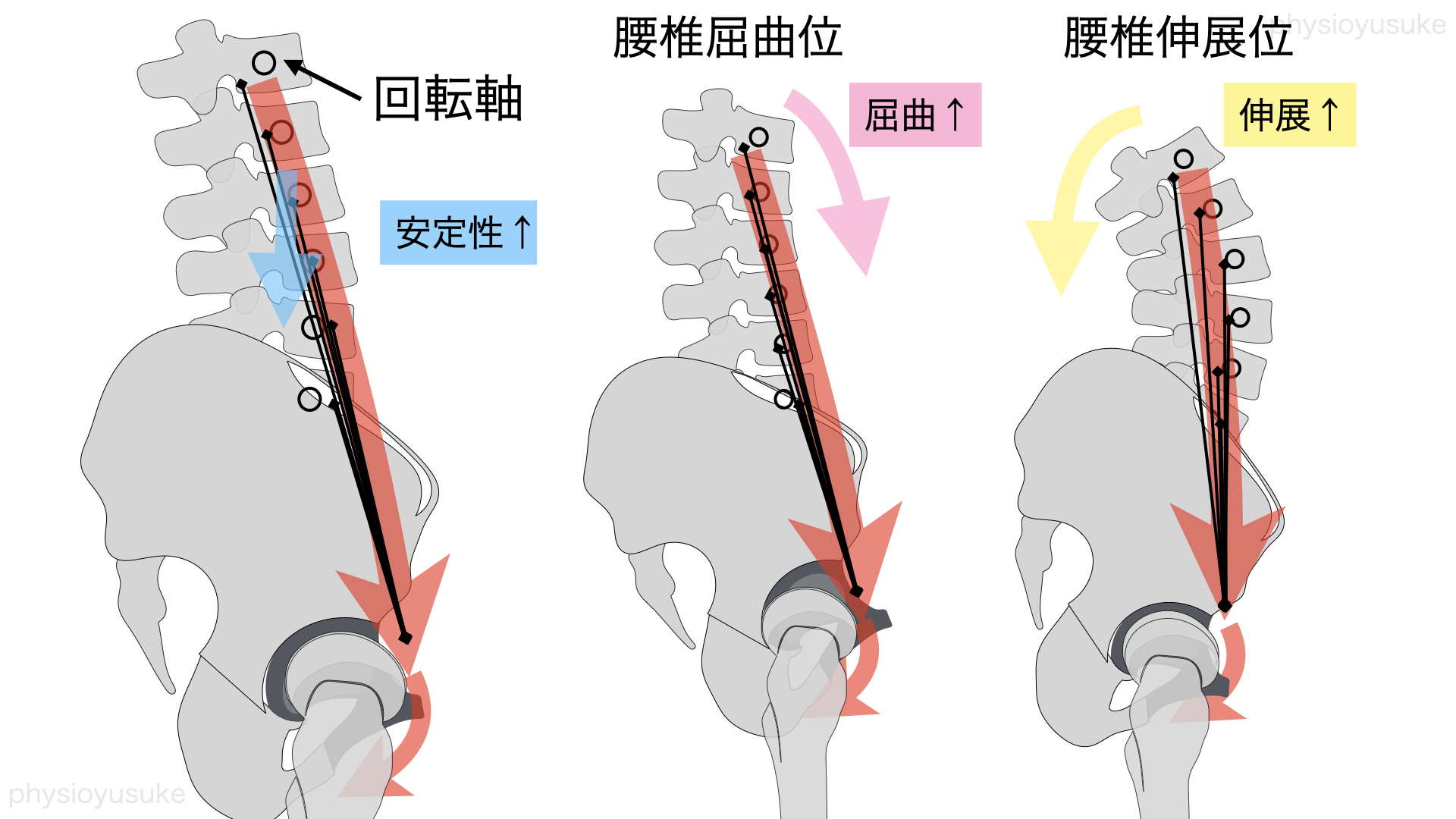 腰のだるさを軽減する 体幹深部筋トレーニング 腸腰筋 腸骨筋と大腰筋 編 ユウスケ 筋トレ怪我ゼロプロジェクト Blog