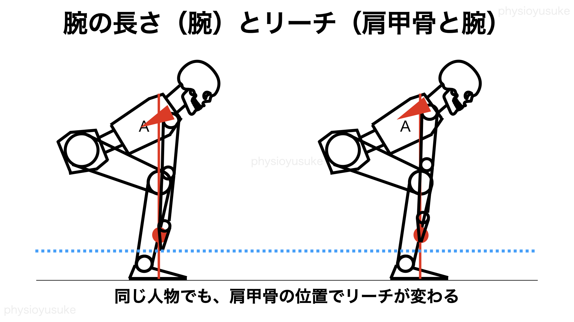 骨格の違いによるフォームの違いを考察 ユウスケ 筋トレ怪我ゼロプロジェクト Blog