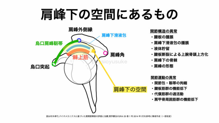 サイドレイズで肩が痛くならない方法【肩甲骨と上腕骨の位置関係を比較】 ユウスケ 筋トレ怪我ゼロプロジェクト Blog