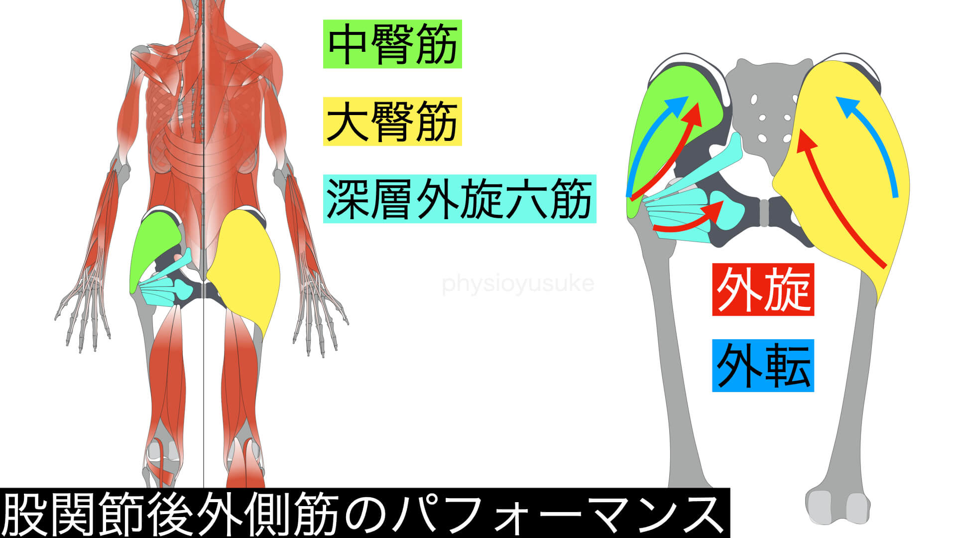 どのようにしてスクワットの ニーイン を解消するか 膝の痛みの原因と対処法 ユウスケ 筋トレ怪我ゼロプロジェクト Blog