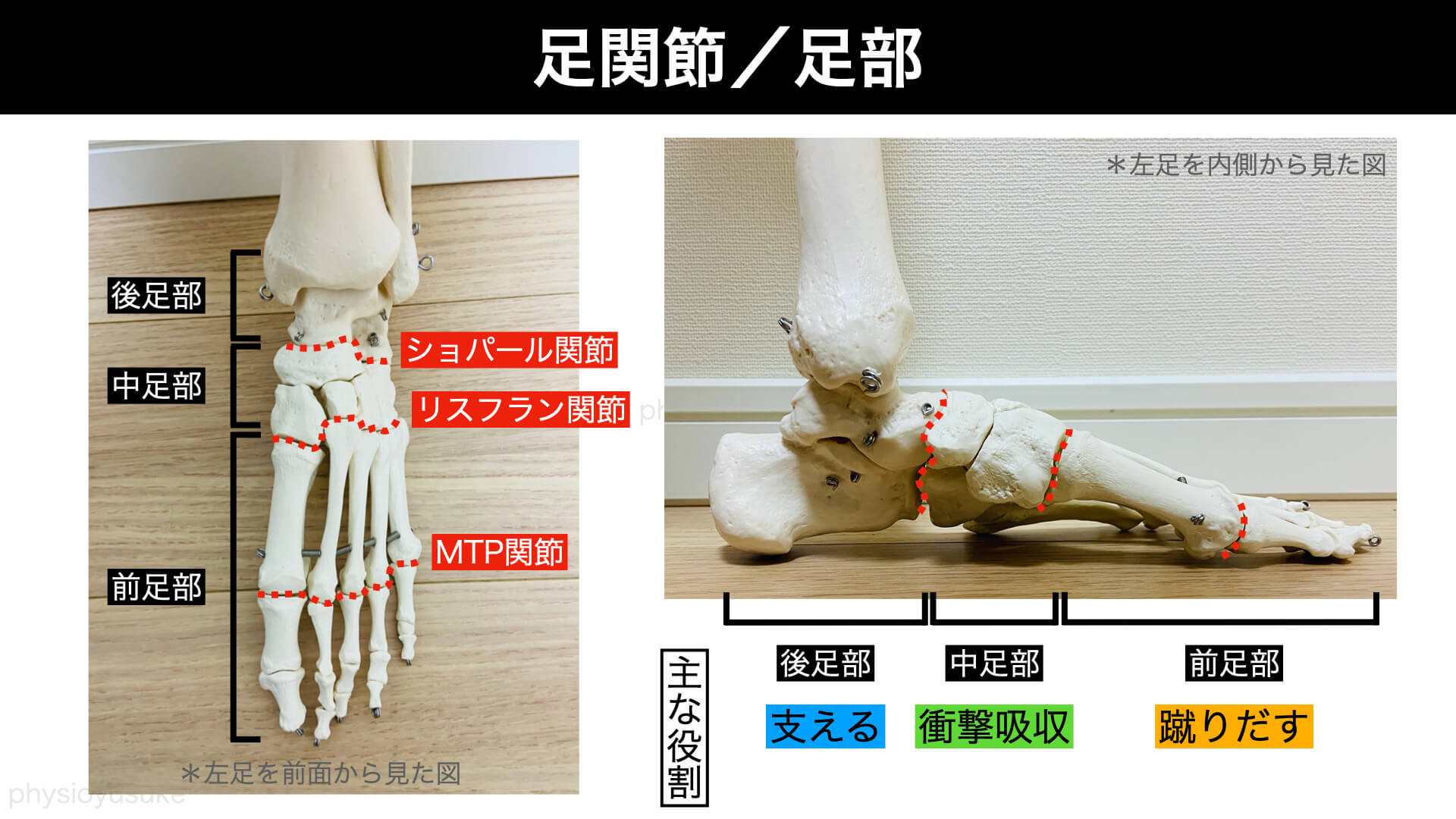 足部／足関節の解剖
